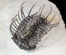 Large, Spiny Koneprusia Trilobite - (Special Price) #63377-1